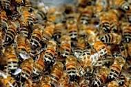 Homem morre após ser picado por abelhas em São Bento do Una