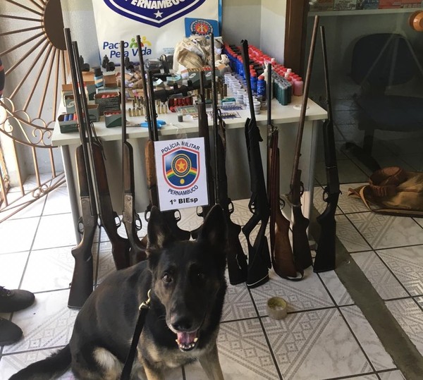 Idoso suspeito de comércio ilegal de armas é preso com revólveres, munições e R$ 18 mil em Buíque
