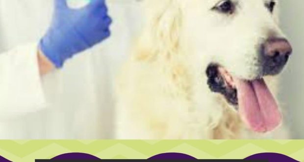 (Dicas  de Saúde para o seu Cão – Médica veterinária Meliah Rafaele) Manter seu cachorro Protegido é Essencial