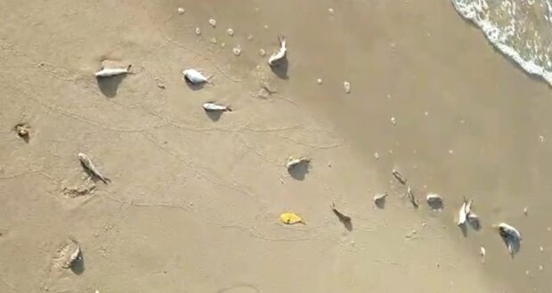 Peixes aparecem mortos em praia de Jaboatão dos Guararapes e chamam atenção