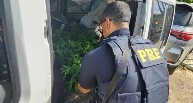 Homem é detido transportando 12 pés de maconha em veículo clonado em Belo Jardim