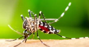Pernambuco confirma 3ª morte por dengue; criança de 10 anos morava em Tabira, no Sertão
