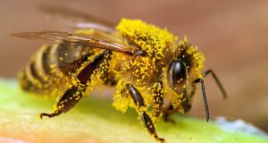 Homem morre após ataque de abelhas em Garanhuns