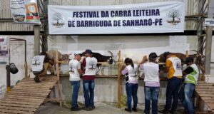 Pesqueira e Sanharó Celebram Conquistas em Desenvolvimento Rural e Produção Leiteira