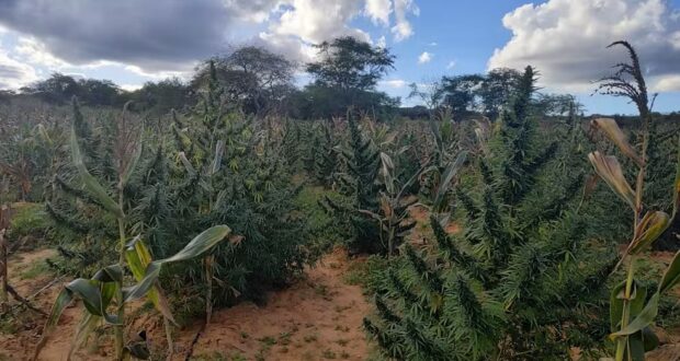 PF destrói 255 mil pés de maconha em municípios do Sertão de Pernambuco